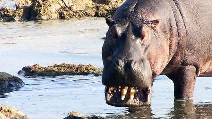 Bori Waziri's Serengeti: 'Hippos make poo-poo on the water'