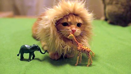 A-do-rable !{Funny}  Un chaton porte une fausse crinière de lion et se croit en plein safari!