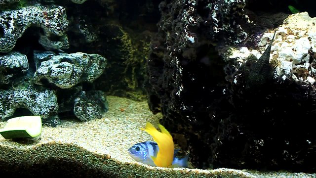 Псевдотрофеус Ломбардо (Pseudotropheus lombardoi)