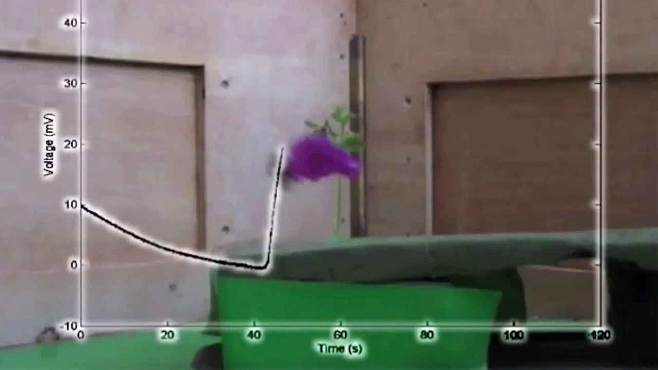 Bees use electric fields research shows