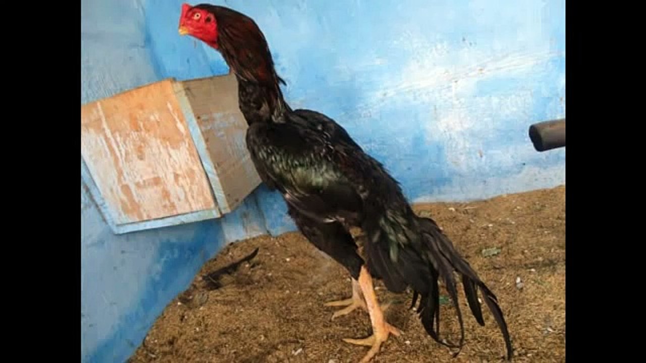 Galo Índio Puro - coromandel