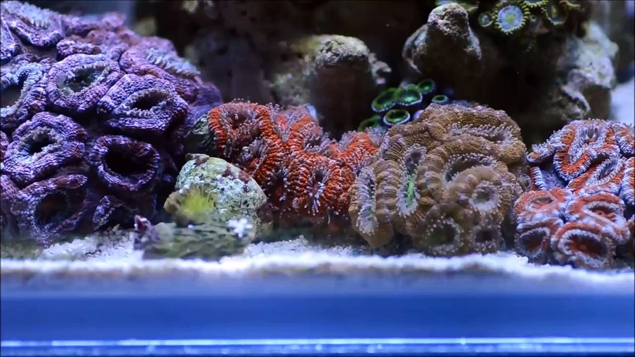 skywalker's 25g reef