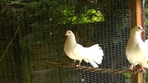 Baby pigeon being foster by fantail doves