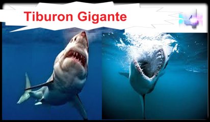 Download Video: el Megalodon, Tiburon gigante de 20 metros, saber, conocer, mitos, Misterios, Enigmas, Español, latino