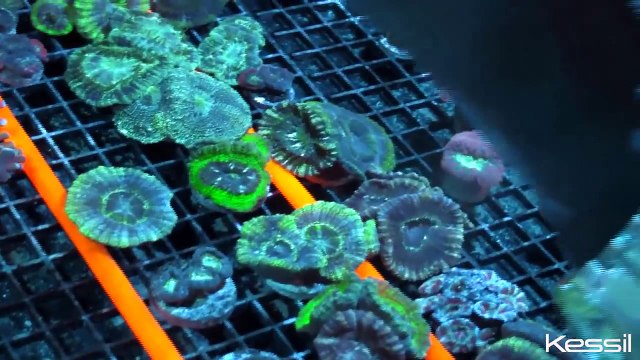 Kessil A350W LED Aquarium Lights at Manhattan Aquariums - New York, New York