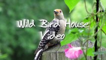 Wild Bird House : Red-bellied Woodpecker Grackle & Red-winged Blackbird Backyard Bird Watching