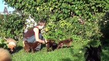Caucasian Shepherd puppies - boys 2 months. For Sale!