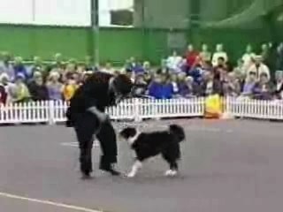 Concours-maitre-chien[1]