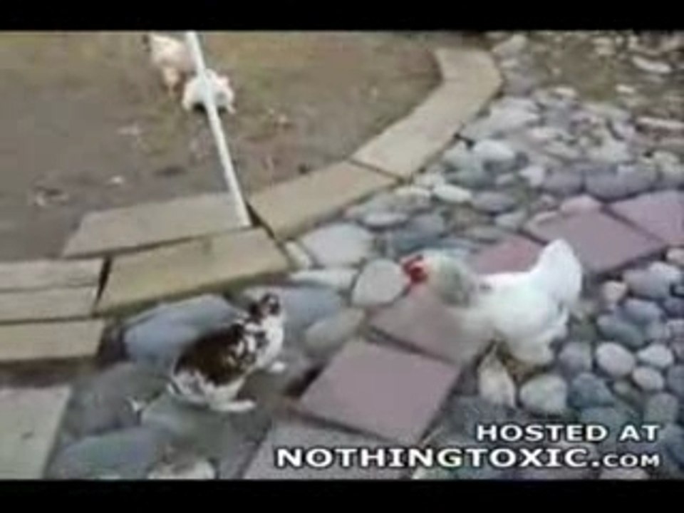 Chauds lapins contre coqs modérateurs