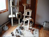 Our Bengal Kitten Playroom