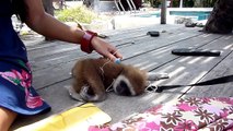 Loy the Baby Gibbon gets his Belly Rubbed | Monkey on Ko Tao Island, Thailand