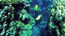 Diving at Sharm El Sheikh 2013 - Filmed with GoPro Hero 3 Black Edition