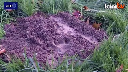 Police hunt for tiger on the loose near Paris