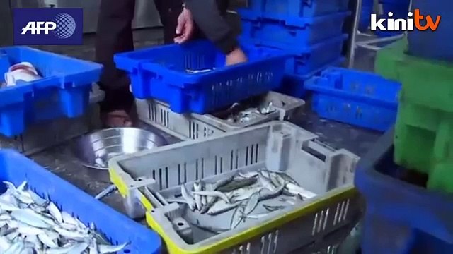 Gaza sends fish to West Bank for first time in years