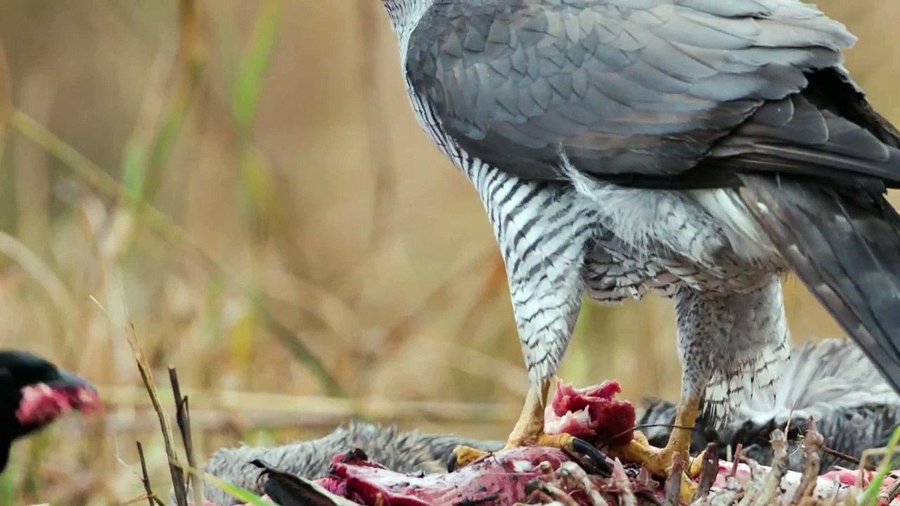 Duvhök, Goshawk