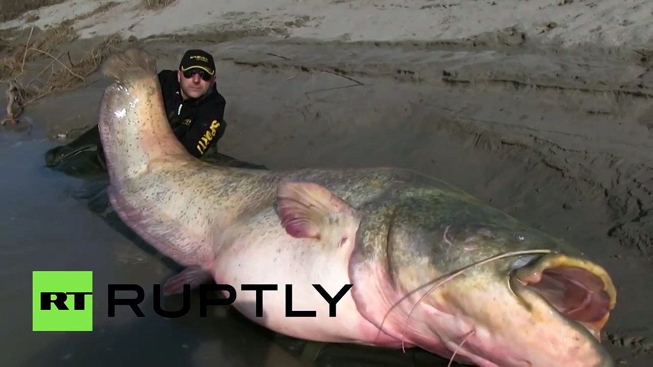 Un poisson de 127 kilos pêché dans un fleuve en Italie