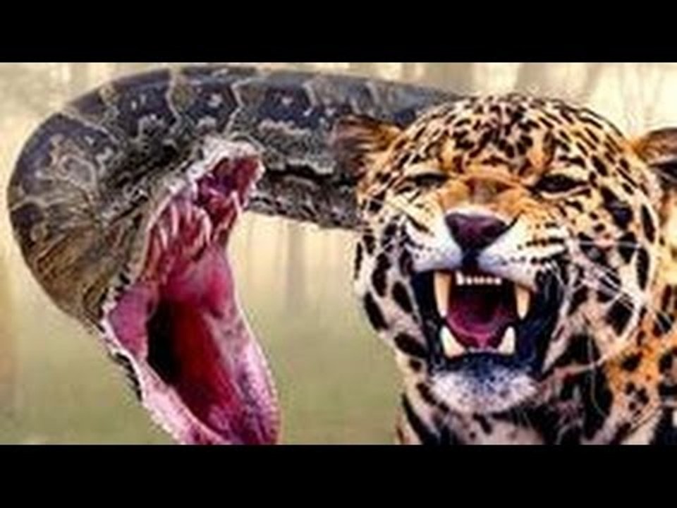 Jaguar & Piton Mücadelesi