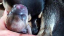Jones Chihuahuas CKC Reg'd Female Beauty's Pups' Birth Day