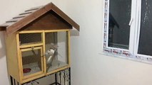 Arnavut Şevket'in Tanıdığı Deliormanlı Sezgin - Kumru Kuşu Eğitimi, Bakımı