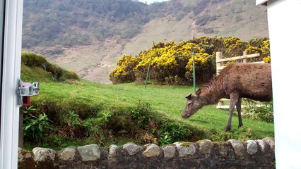 Red deer stag eating grass at Lochranza