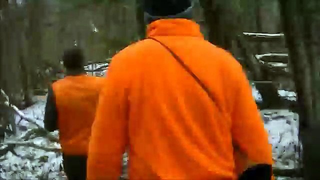 Rapprocher Gascon Saintongeois chasse aux sanglier reportage chasseur sanglier juillet 2013