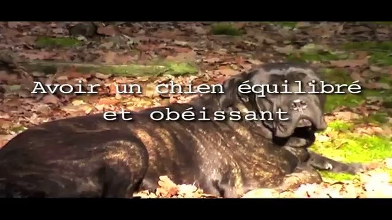 Eduquer son chien