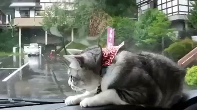 Car VS Cat Fun