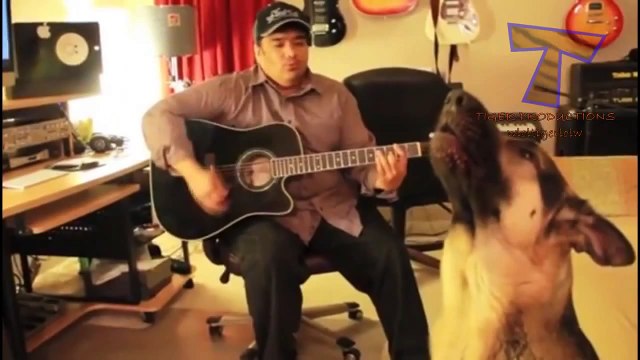 Animals making funny sounds and noises Funny animal compilation 1