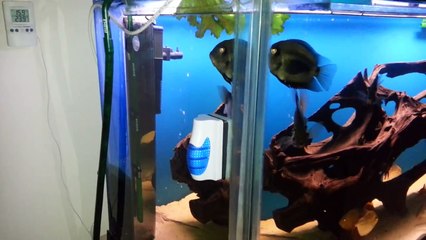 My freshwater fish tank.Peacock Bass,Motoro Stingr