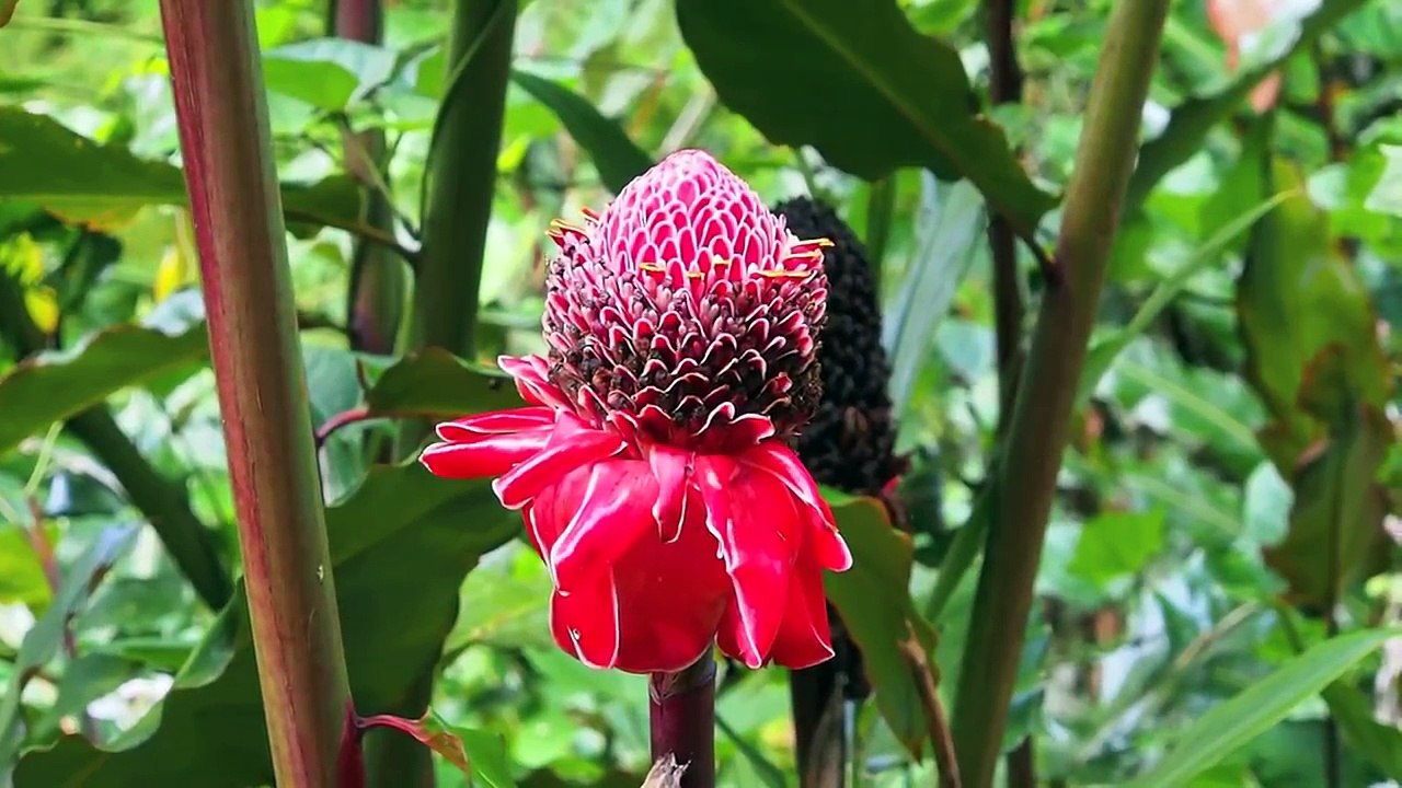 Hawaii's Tropical Rainforest - Olympus OM-D 1080P HD Video Demo