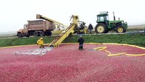 How cranberries are planted with Habelman Cranberries - by Curiosity Quest