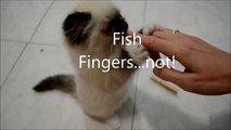 Fish Fingers ... NOT! with sound effect  Daisy Blue the Ragdoll Kitten Diary.
