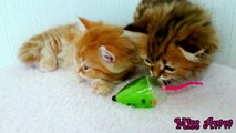 Two Fluffy Kittens Playing With Toy Mouse - THE CUTEST KITTENS EVER
