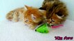 Two Fluffy Kittens Playing With Toy Mouse - THE CUTEST KITTENS EVER