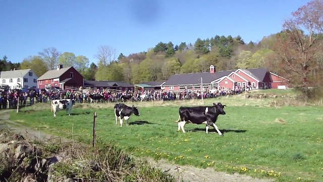 Dancing Cows