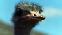 Angry Ostrich VS monkey, Man and Hyaena