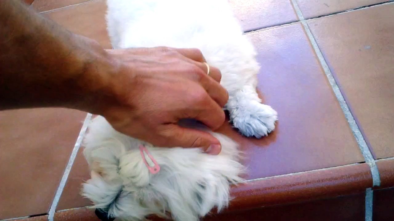 Bichon Maltes recibimiento