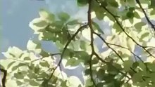 Birds have hands - Awesome