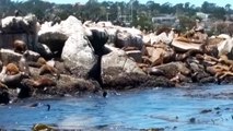 Seals Sunbathing in Monterey Bay, Ca.