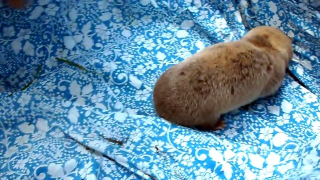 крот-слепыш - дикий зверь!!!