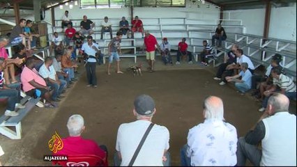 Court in French territory of Reunion wants cockfighting banned