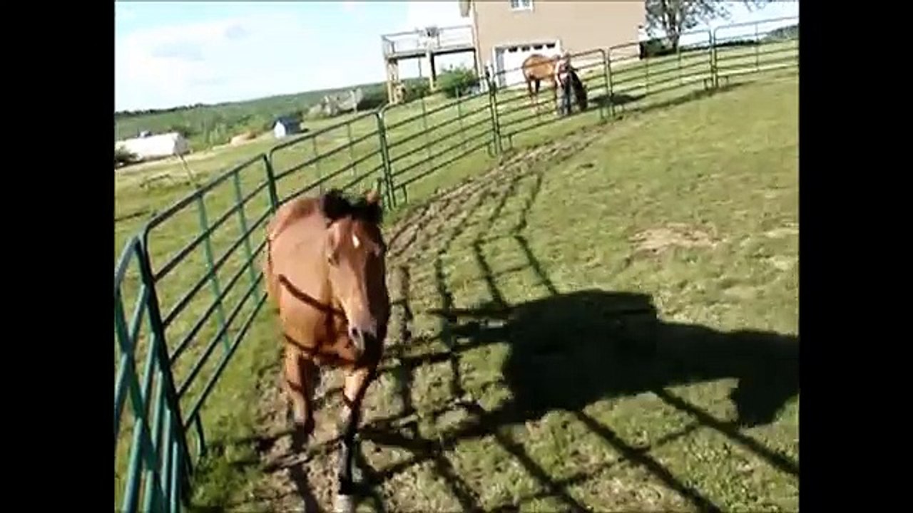 Lunging & riding Sarge bareback w/ just a halter.