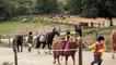 Centre Equestre de Bilaire : l'Equitation au coeur de Vannes