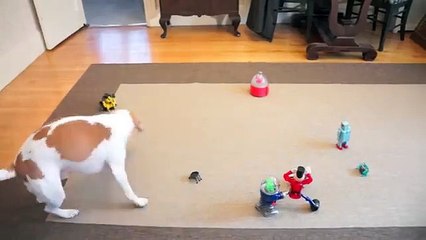 Dog vs. Robot Army_ Cute Dog Maymo