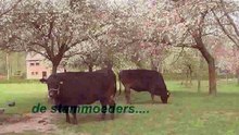 Hoeve Galouppe Wagyu, het verhaal.......