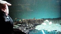 Hand-feeding stingrays