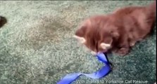 Squitten Kitten Petal gets used to her legs growing up