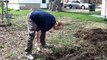 Planting Beets and Secret Front Yard Garden- The Wisconsin Vegetable Gardener Extra 46