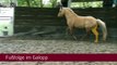 Galopp, Trab und Schritt: Die Grundgangarten beim Pferd