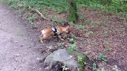 Französische Bulldogge Kampf im Wald :) Lebensgefahr ;) :) :D